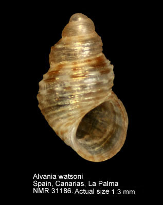 Alvania watsoni.JPG - Alvania watsoni(Schwartz in Watson,1873)